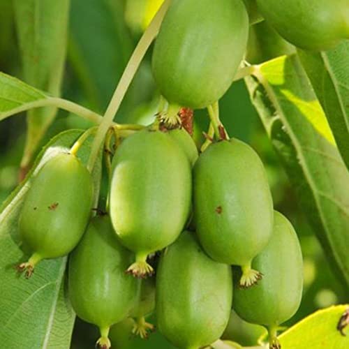 Fruit Seeds For Planting Hardy Kiwi Vine Seeds 20 Pcs Non-Gmo Organic Delicious Actinidia Arguta Seed Easy Grow Nutritious Kiwi Fruits Seeds #TOP6