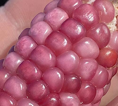 Miniatura 2 de Semillas premium de maíz de palomitas de maíz rosa neón, 100 unidadespaquete