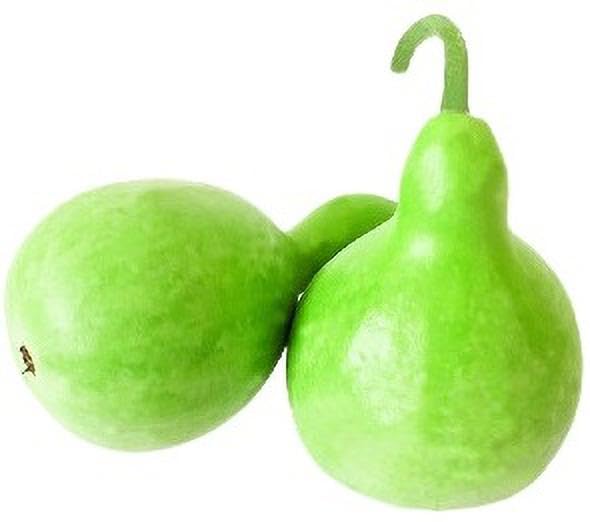 Willvine Round Bottle Gourd, Ghiya-ROC-9A-image-37
