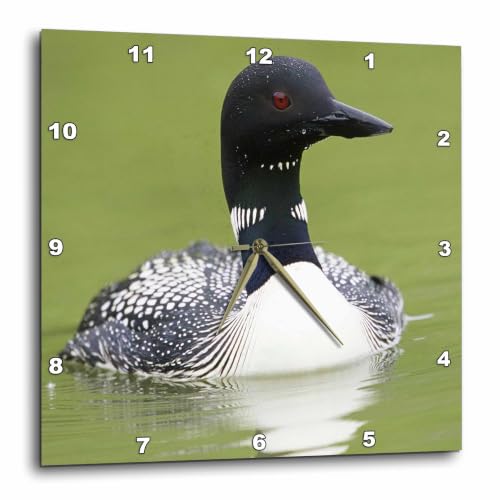 3dRose Wall Clock Silent - 13 inch - The Beautiful Black n White Gavica Loon - Birds
