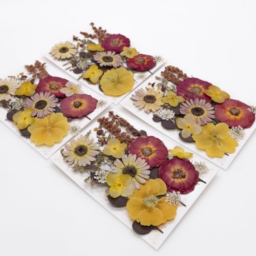 Flores Secas Prensadas para Manualidades 40 Piezas miniatura 6
