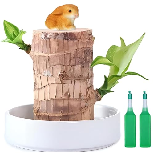 Brazilian Wood Plant Rabbit Set Indoor Plants for Home Decor Lucky Bamboo Plant Air Purifying Plants Indoor Desk Ornament for Office and Living Room Gift