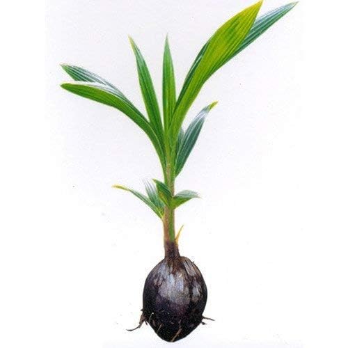 Greenursery Yellow Malayan Kerala Coconut Tree Fruit Plant (1 Healthy Fruit Plant) Live with Black Plastic Pot (B0CRH7LYJJ) Amazon Price History, Amazon Price Tracker
