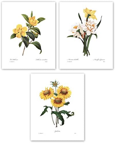 Yellow Flower Art, French Botanical Prints - Vintage Floral Decor, Redoute Wall Art, Sunflower Daffodil Blossom - Set of 3, Unframed