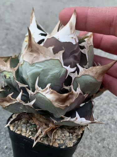観葉植物 アガベ チタノタ」の人気商品一覧 | 安い商品を通販サイト
