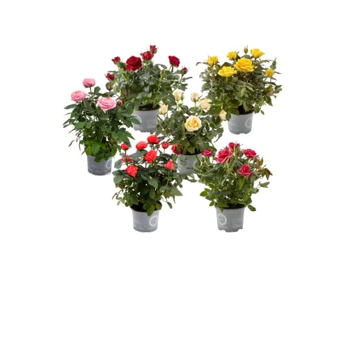 Rosal Mini |Flores de Colores | Pack 6 Plantas |Flores Naturales