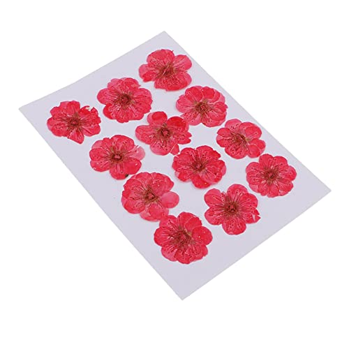 Flores secas naturales para manualidades 12 piezas miniatura 3