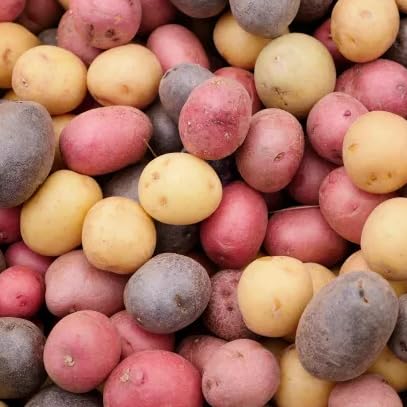 3 Colors Mix Seed Potatoes - 2 Pounds - for 2025 Planting Seeds Certified for Growers Blue, Red, Gold Mixed Variety Potato Tubers USA Garden Root Home Farm Sustainable Healthy