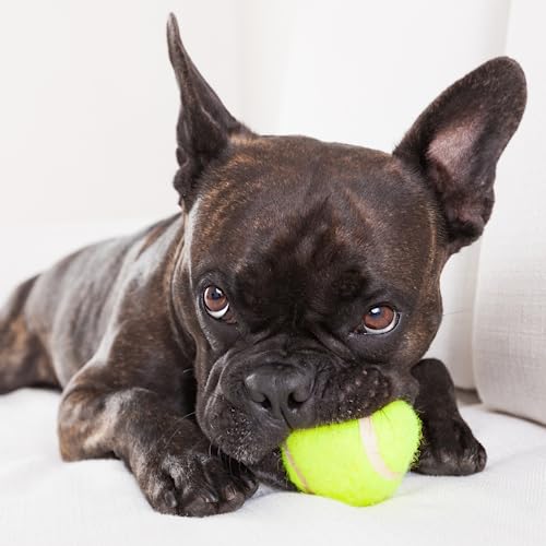 Big Game Hunters Hunde-Tennisball, doppelt stark, unzerstörbar, ideal für Aggressive Kauer, 20 Stück