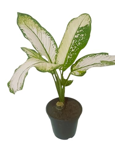 Planta Natural Comigo Ninguem Pode-Linda muda decorativa interior...