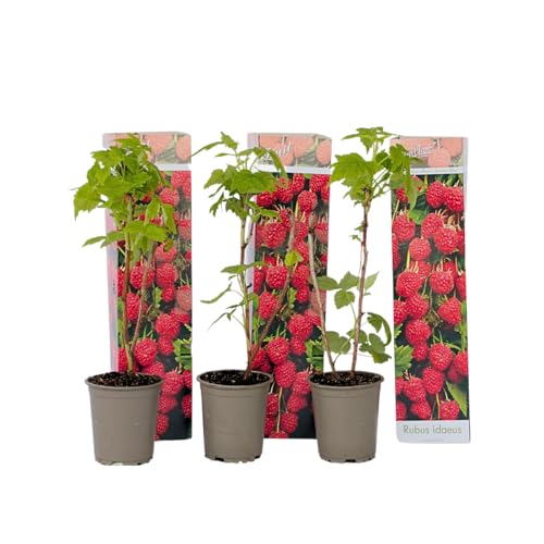Plant in a Box - Rubus ideaus 'Herbstglück' - Himbeere - Obstpflanzen - Himbeerpflanze - Winterhart - 3er Set - Topf 9cm - Höhe 25-40cm