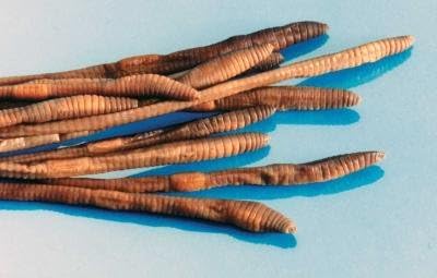 Preserved 10 inch Earthworm Plain Pack (10)