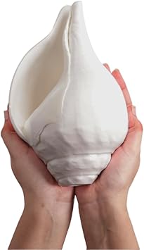Natural Vishnu Shankh 14-15 from Indian Ocean | Giant Left Hand Conch Shell for Puja, Meditation & Vastu | Deep Resonating Sound | Brings Wealth, Prosperity & Divine Positive Energy