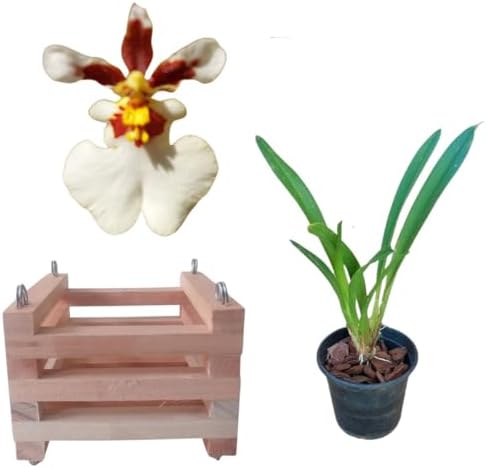 Kit Orquidea Oncidium Aloha KPS + Cachepot De Madeira 15x15