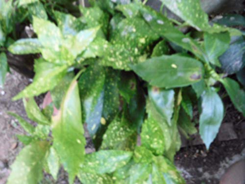 Plano Firm - Semillas de germinación: 5 Anclajes Acuba Sträucher Trockenheits Tol-Soleil/Schatten-Red Bacche 4 Vogel IT tobogán Cover