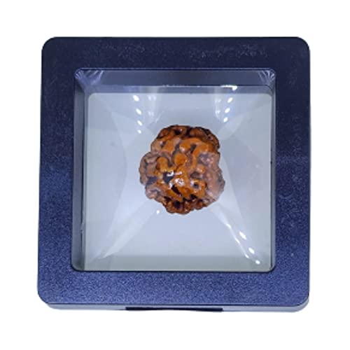 PUSHKARA NATURAL 3 MUKHI RUDRAKSHA CERTIFIED - NEPAL | BROWN | PJ...
