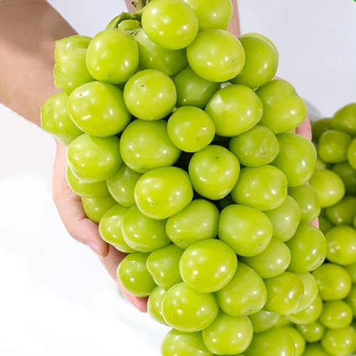 т˂̑ؐ  Ԃǂ VC}XJbg Y Gi 1[*300g { N[ }XJbg t[c 2024 ʕ  uhE ƒp Ј  hV̓ Mtg v[g 蕨 t[c ʕ uhE  j av