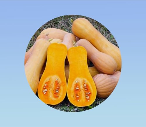 20 graines de Courge butternut - Courge cacahuète - Doubeurre -co...