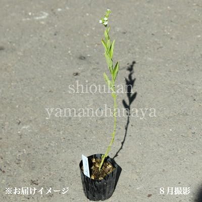 苗苗 Amazon.co.jp: 【紫桜館山の花屋】日本ムラサキ 7.5～9cmポット苗 薬草