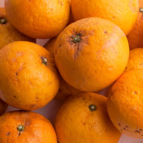 [先行予約]家庭用 甘夏柑5kg+250g(傷み補償分)[初夏のみかん・旬の果物][有田産][わけあり・訳あり][IKE75]