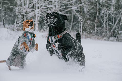 Embark Urban Dog Harness, Easy On and Off with Front and Back Leash Attachments & Control Handle - No Pull Training, Size Adjustable and Non Choke (Small, Multi)