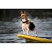EzyDog Schwimmweste Hund - DFD Hundeschwimmweste - Schwimmwesten für für Kleine Hunde - Rettungsweste mit Griff und Reflektoren, Größenverstellbar (MXS, Rot)
