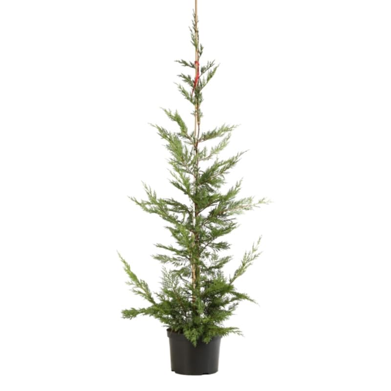 Cyprès de Leyland - Cupressocyparis leylandii 150/160cm 150 cm Pot 5L ? Conifère ? Croissance rapide ? Haie ? Soleil, Mi-ombre