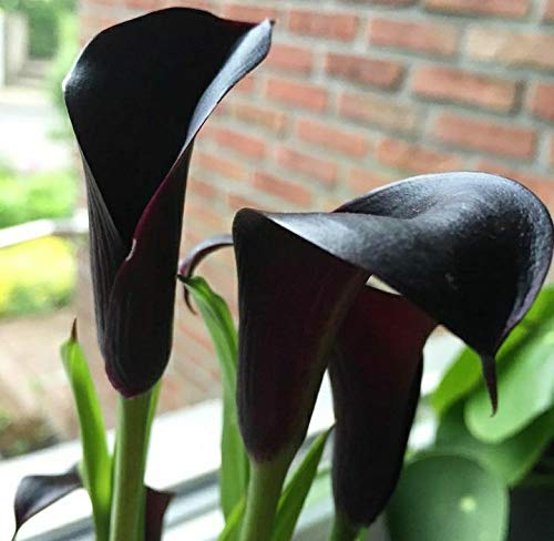 See full amazon price history chart for Radha Krishna Agriculture® Imported Calla Lilly Black Flower Bulbs Easy Growing For Home And Garden Bucket (Pack Of 1 Flower Bulbs) Radha Krishna Agriculture® Imported Calla Lilly Black Flower Bulbs Easy Growing For Home And Garden Bucket (Pack Of 1 Flower Bulbs) (B08P3SPG7N) Amazon Price History, Amazon Price Tracker
