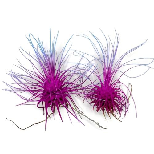 Image of Thin Air Plant, Guatemala Tillandsia Live Airplant, Healthy Arrival Guaranteed, Great Indoor Plant, Home Decor & Gift (2 Rainbow #2)