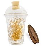 Carolina Praying Mantis Egg Cases Hatching Habitat Cup (One Egg Cases) - Beneficial for Stem Education and Gardening, Approximately 50 to 200 Baby Nymphs Praying mantises