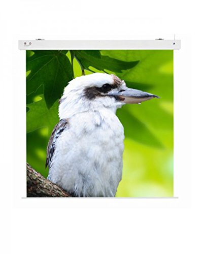 Preisvergleich Produktbild Medium Leinwand RollFix Premium Electric Pro, 2400 x 18