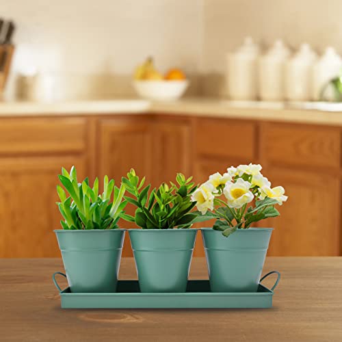 Cultivar hierbas aromaticas cocina ️ Comprar al Mejor Precio