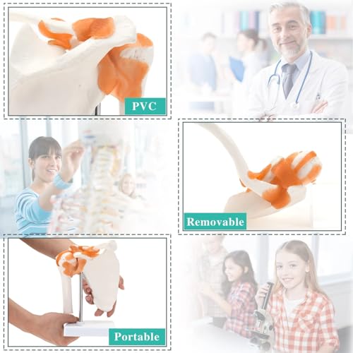 Image of RONTEN Medical Shoulder Anatomy Model with Functional Ligaments, Life Size Anatomical Human Shoulder Joint Model for Science Class Medical Teaching Display Model (Includes a Base)
