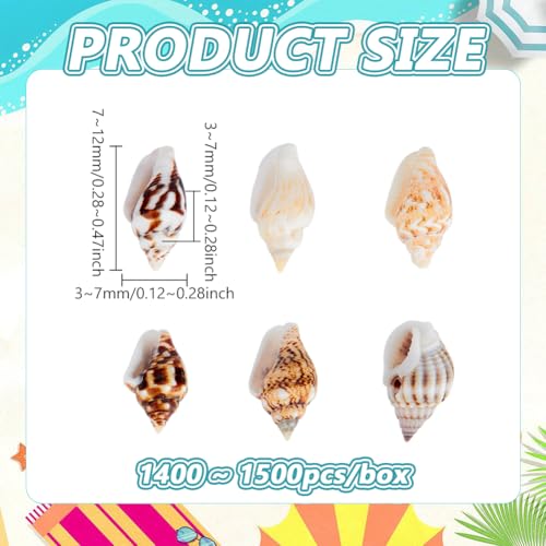 Sea Shell Beads