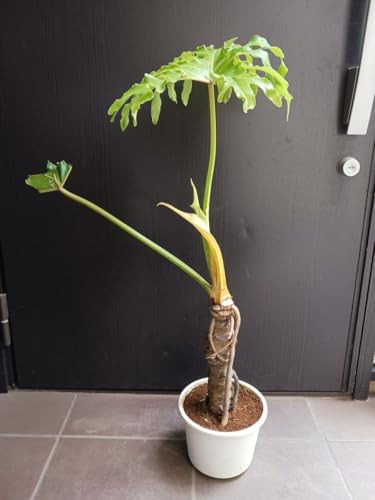 7 Z[ 6 オ I 䓇Y tBfh