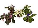 Miniature African Violets Live Plants, 5 Pack, 2 inch Pots, for Terrariums, Home & Office Decor, Gifts