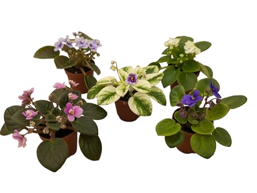 Miniature African Violets Live Plants, 5 Pack...