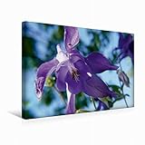  CALVENDO Premium Textil-Leinwand 45 cm x 30 cm quer, Akelei  Wandbild, Bild auf Keilrahmen, Fertigbild auf echter Leinwand, Leinwanddruck: Blau-Violette Blüte Natur Natur