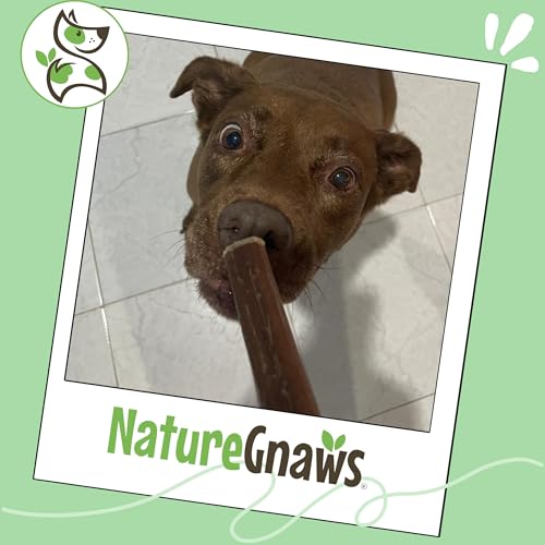 Image of Nature Gnaws Large Bully Sticks for Dogs 11-12 inch (10 Count) - Thick Long Lasting for Aggressive Chewers and Large Dogs - Natural Beef Dog Chew Bones