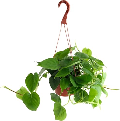 Shop Succulents Heartleaf Philodendron Cordatum, Live Indoor Houseplant, Easy Care Trailing Plant for Home Decor, Office, Room Decoration, Perfect Housewarming Gift, 6 Inch Pot