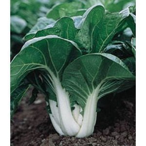 Seeds and Things Bok Choy Pak Choi 200 seeds -Easy Grow