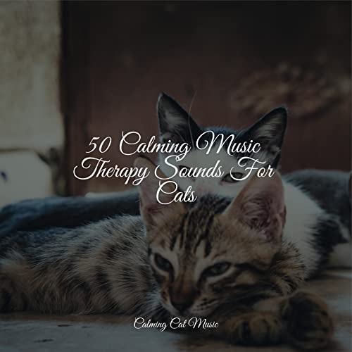 Curated visual reference: Picture Idea: Amazon MusicでMusic For Pets Library Deep Focus Music For Cats