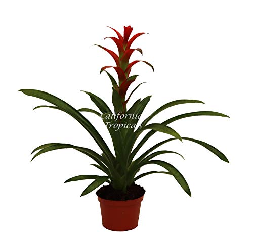 Bromeliad Guzmania Assorted Colors Choice Orange, Purple, Yellow - 6'' from California Tropicals