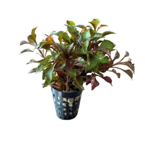 PlantasAcuario Planta acuática ALTERNANTHERA BETTZICKIANA ROJA planta de acuario viva y natural para acuarios plantados en maceta de 5cm