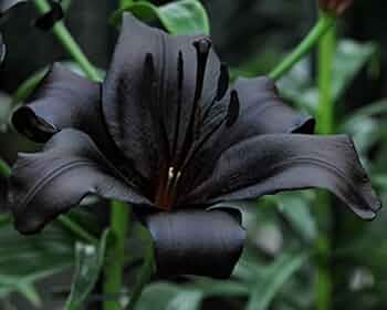 【新品】neru design kozara BRUNT LILY BLACK② 41B6szHWvqL._UF350,350_QL50_.jpg