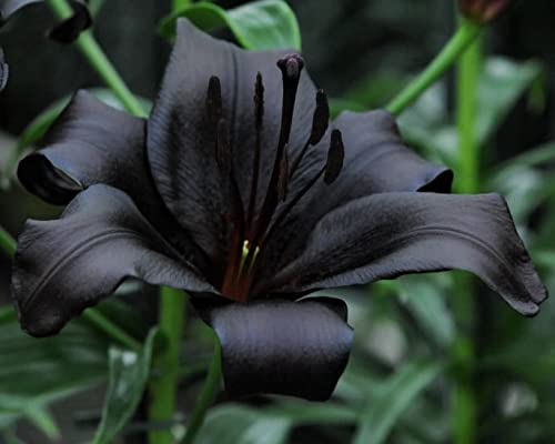 Amazon.com : Black Flowering Night Rider Lily Bulb : Patio, Lawn