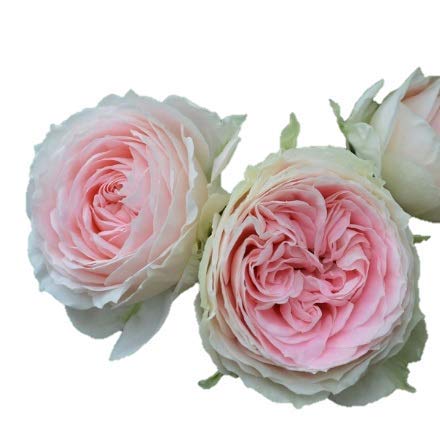 Amazon | バラ苗 【パシュミナ】 (新苗) フロリバンダ 四季咲き 中輪