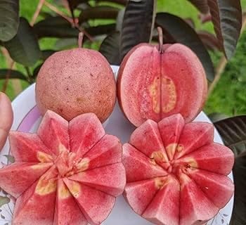 Image of Taiwan Pink Guava Plant Healthy Pink Guava plant grown By Air layering And Grafting For Early Fruiting Taiwan guava plant,CF SG53