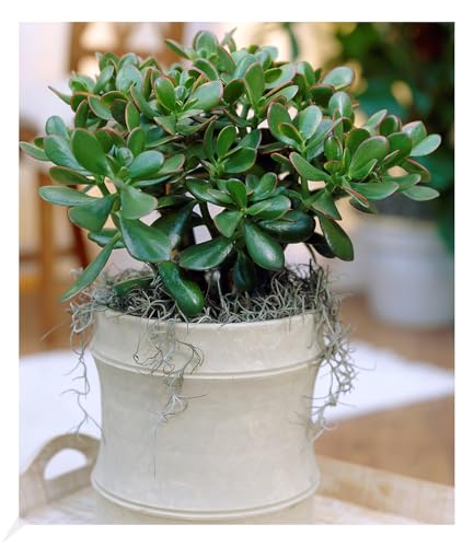 BALDUR Garten 1x Geldbaum Crassula, Pflanze im 12 cm-Topf, Zimmerpflanze pflegeleicht, Zimmerpflanze, Grünpflanze, mehrjährig - frostfrei halten, pflegeleicht, Wasserbedarf gering, Crassula ovata