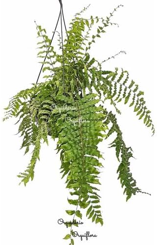 Planta Samambaia Chorona Ou Metro Polypodium Persicifolium